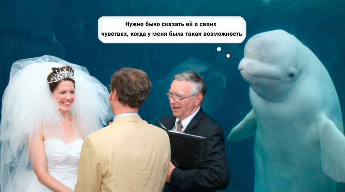 a-beluga-whale-crashed-a-wedding-and-upstaged-the-br