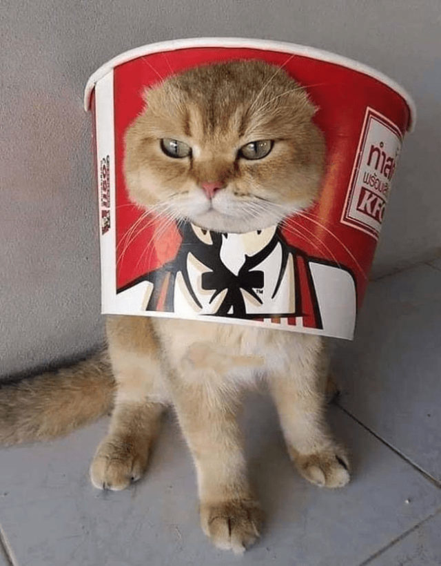 кот с коробкой на голове