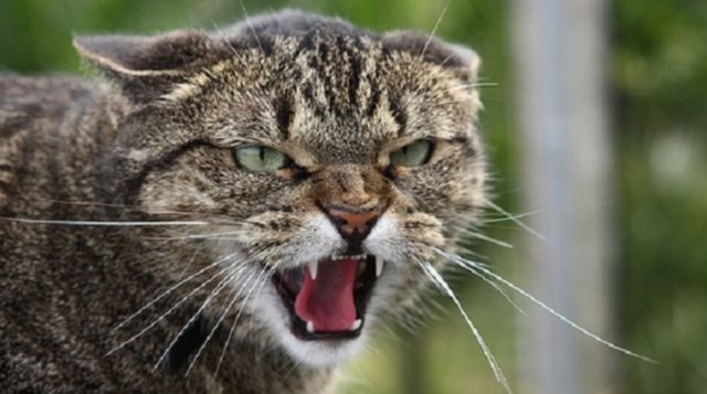 15 фото сердитых котов, у которых лучше не стоять на пути!
