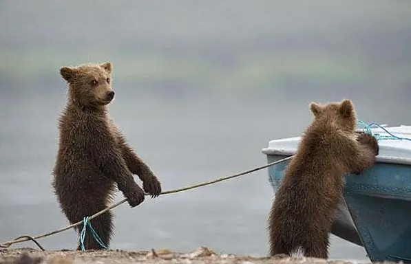 медвежата рядом с лодкой