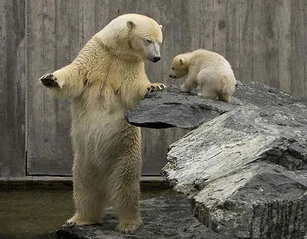 белая медведица с медвежонком