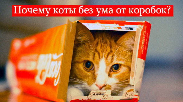 Ветеринары раскрыли правду о том, почему коты любят коробки