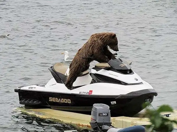 медведь на водном мотоцикле