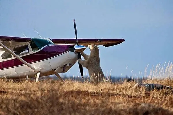 медведь рядом с самолетом
