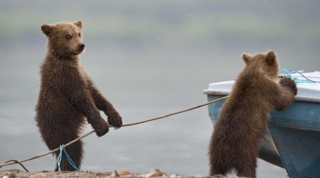 13 фото забавных медведей, которые ведут себя как люди. Часть 2