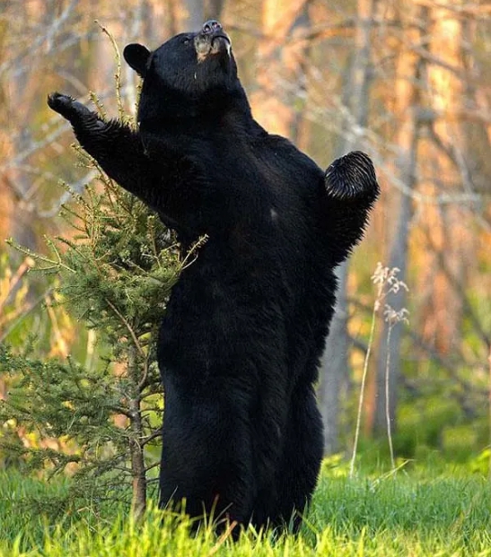 бурый медведь стоит на задних лапах