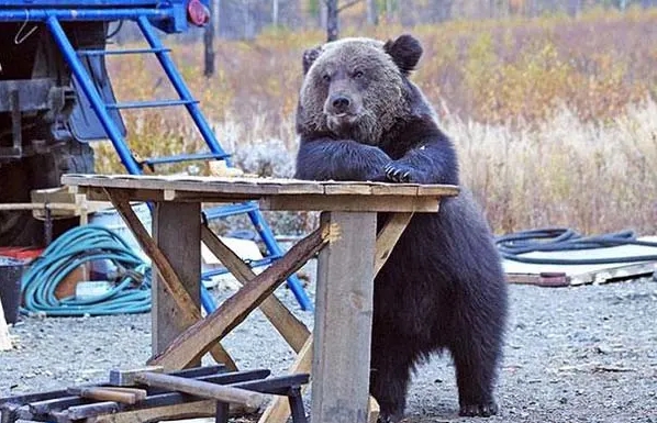 медведь за столом