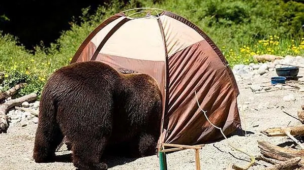 бурый медведь заглядывает в палатку