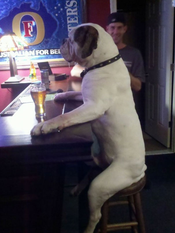 собака с пивом