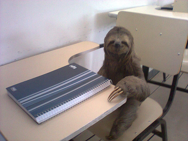ленивец сидит за столом