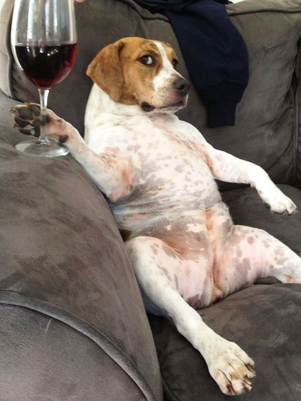 собака с бокалом вина