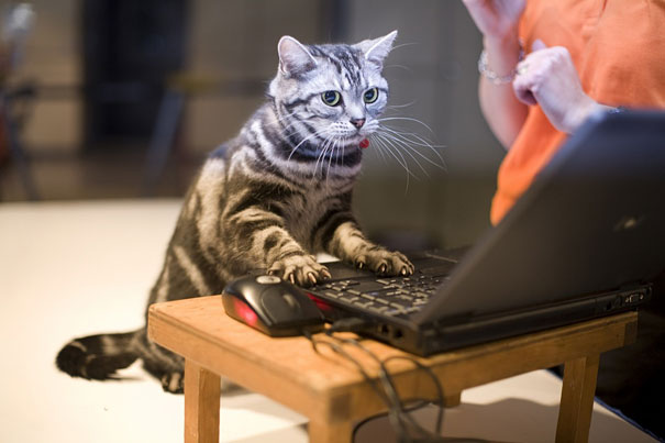 полосатый кот перед ноутбуком