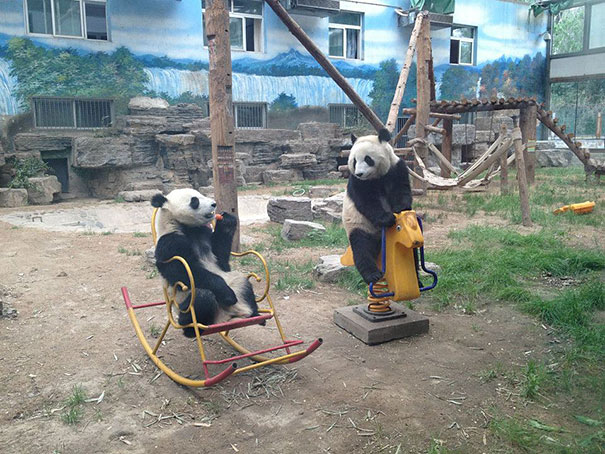панды на качелях