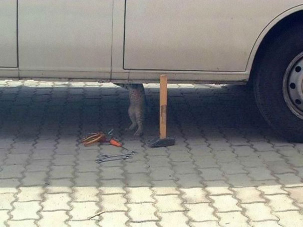 кот под машиной