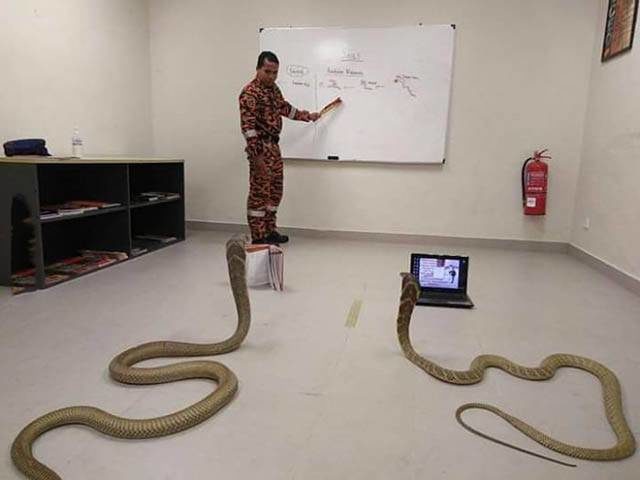 змеи в классе с мужчиной