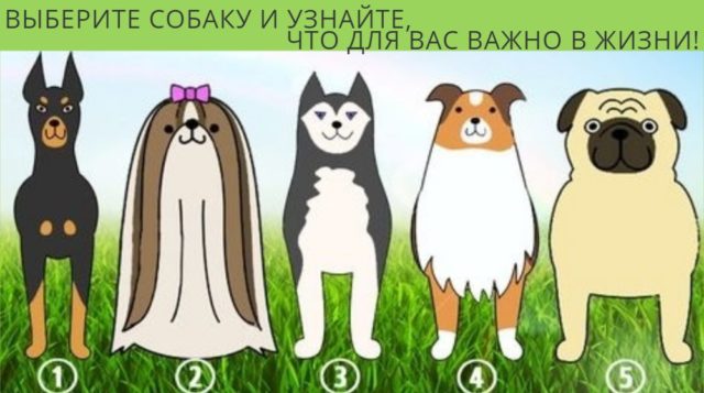 Тест с собаками расскажет, что для вас важней всего в жизни