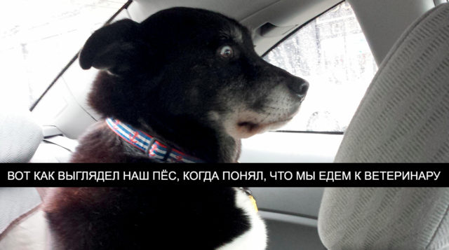 15 фото собак, которые поняли, что их везут не в парк, а к ветеринару