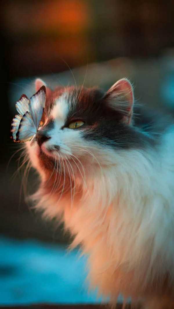 бабочка сидит на носу у кошки