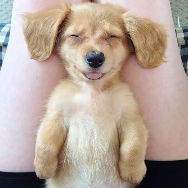 щенок спит на коленях