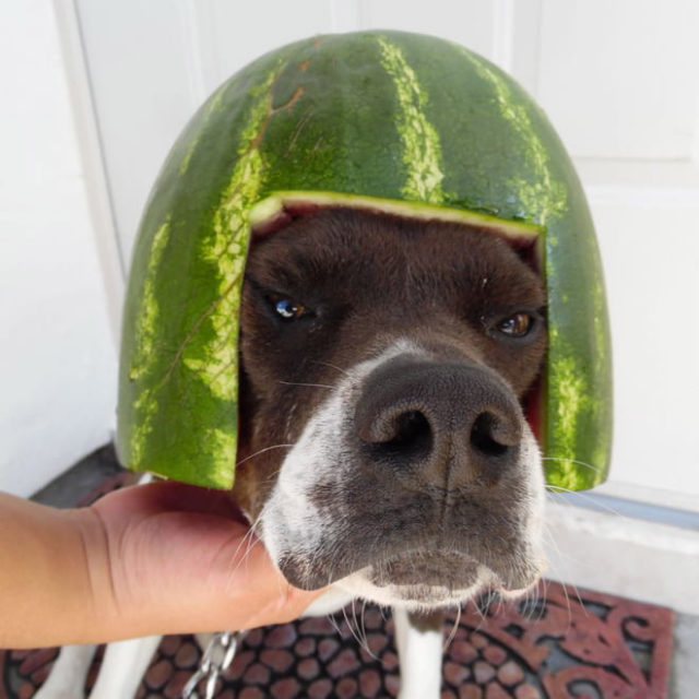 собака с арбузом на голове