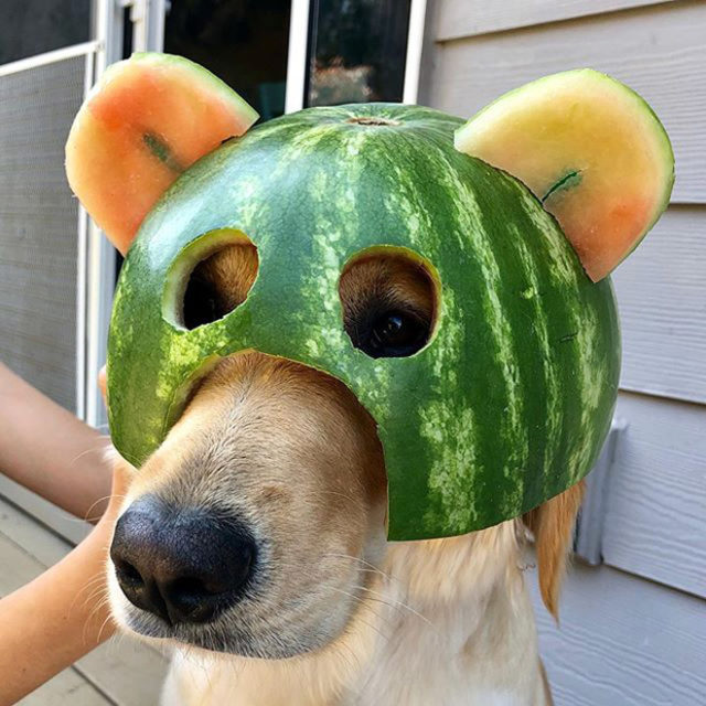 собака в маске из арбуза
