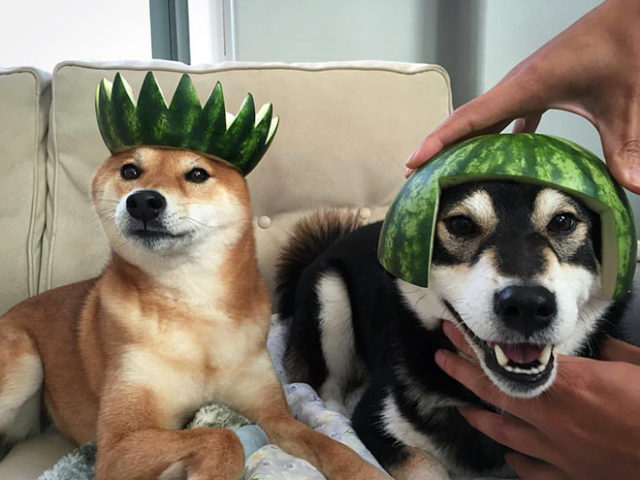 собаки в арбузных шлемах