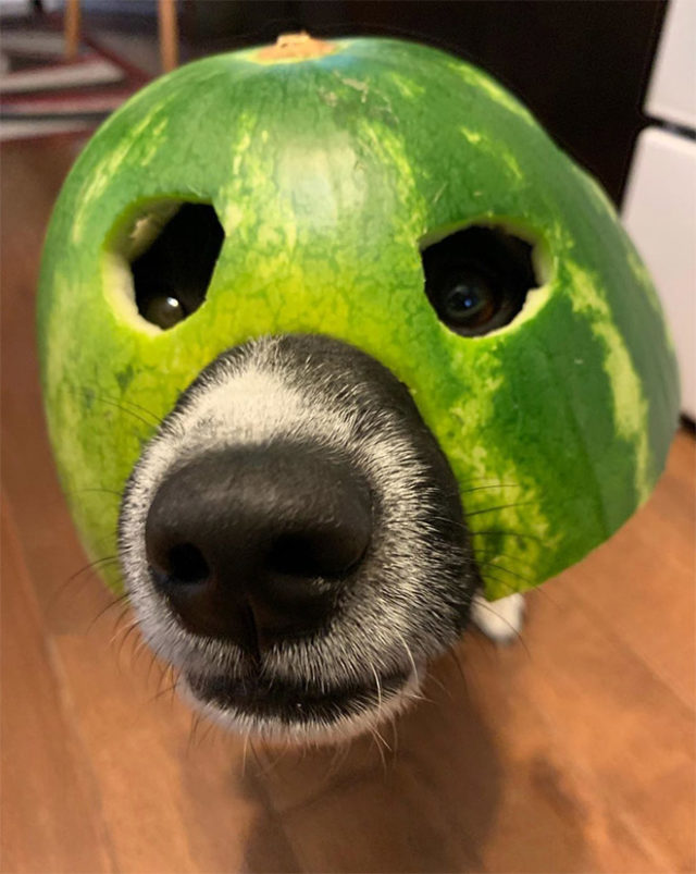 собака в арбузной маске