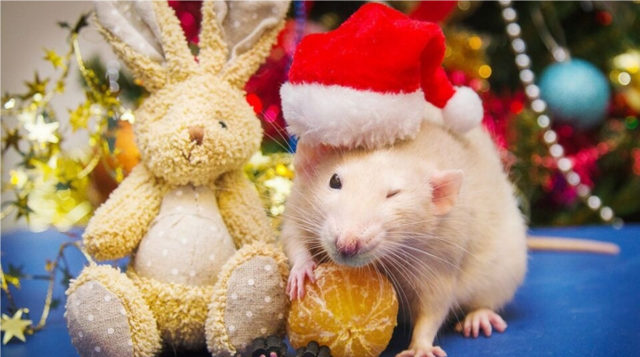 Новогоднее меню 2020: что приготовить на праздничный стол в год Белой Крысы