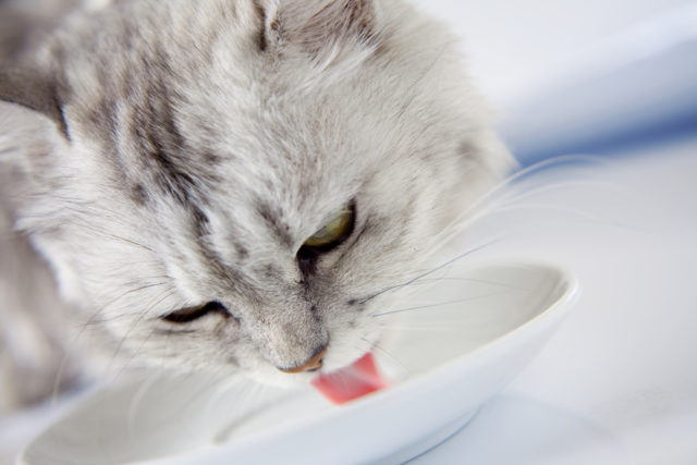 серая кошка пьет молоко из блюдца