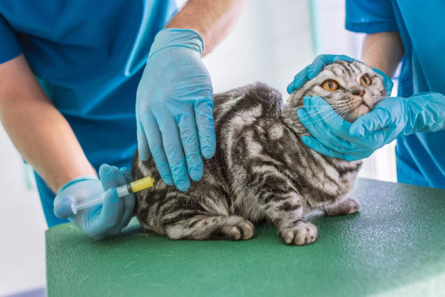 ветеринары делают прививку полосатому коту