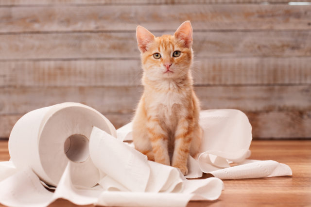 рыжий кот сидит на туалетной бумаге