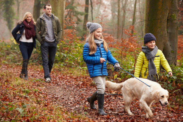 семья гуляет с собакой по лесу