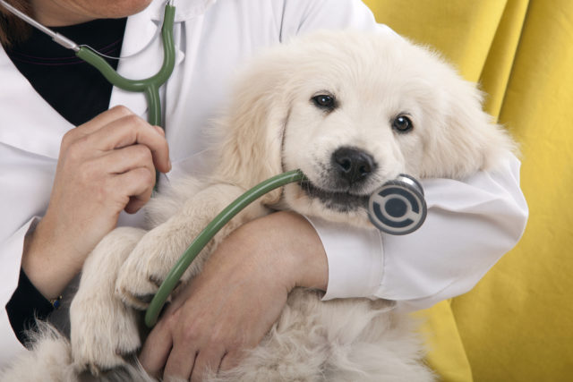 щенок на руках у ветеринара