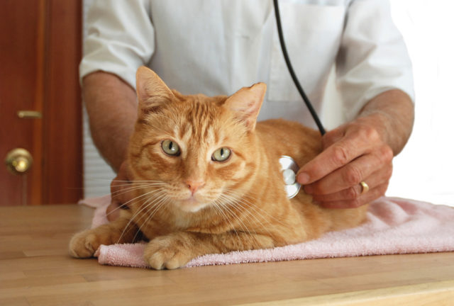 ветеринар и рыжий кот