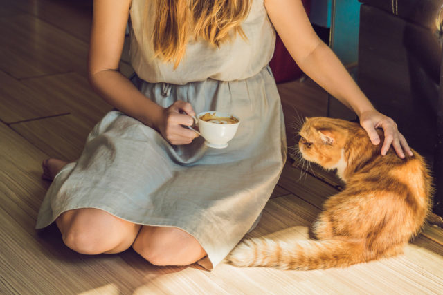 девушка гладит рыжего кота