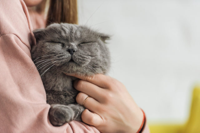 серый кот на руках у девушки