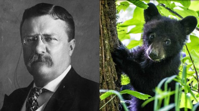 теодор рузвельт и медвежонок