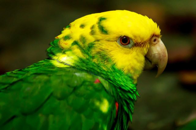 желто-зеленый попугай