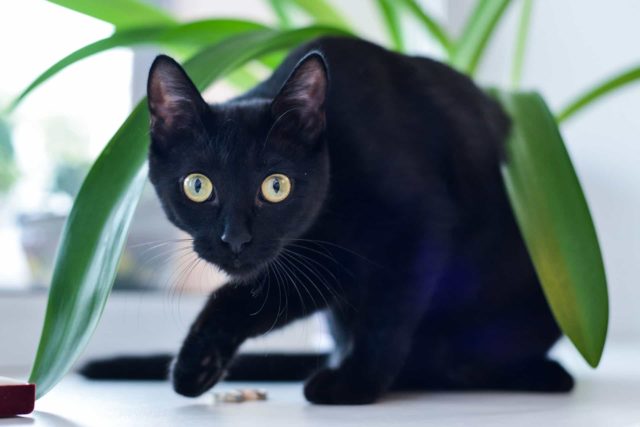 черная кошка с зелеными глазами