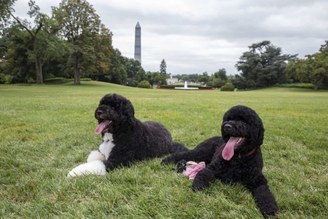 собаки Бо и Санни на лужайке Белого Дома