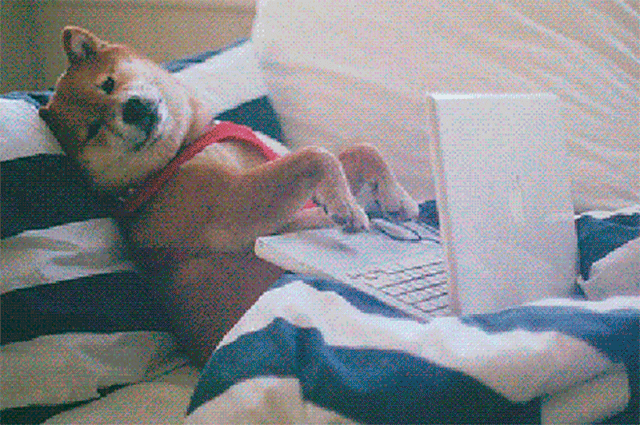 собака с ноутбуком на диване