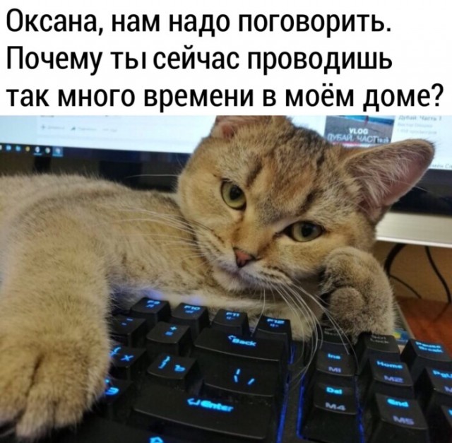 рыжий кот и клавиатура