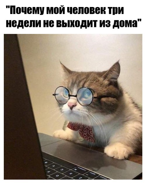кот в очках перед ноутбуком