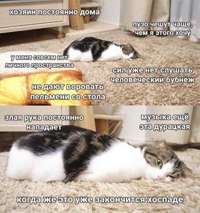кошка лежит на ковре мем
