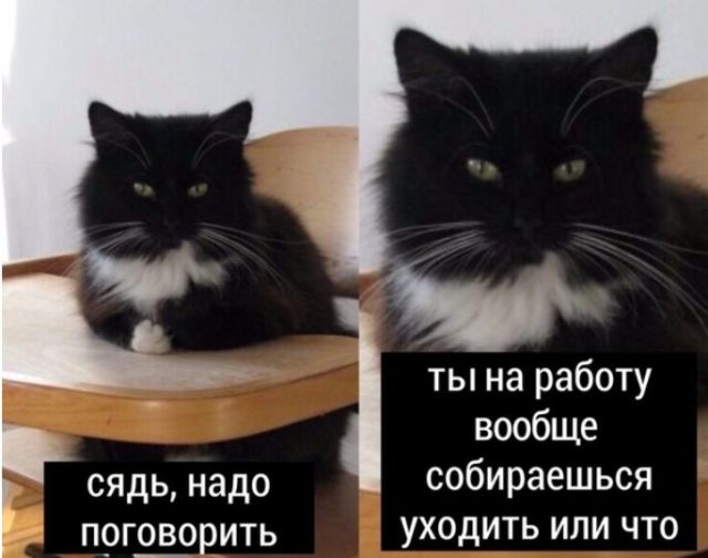 черно-белый пушистый кот сидит за столиком