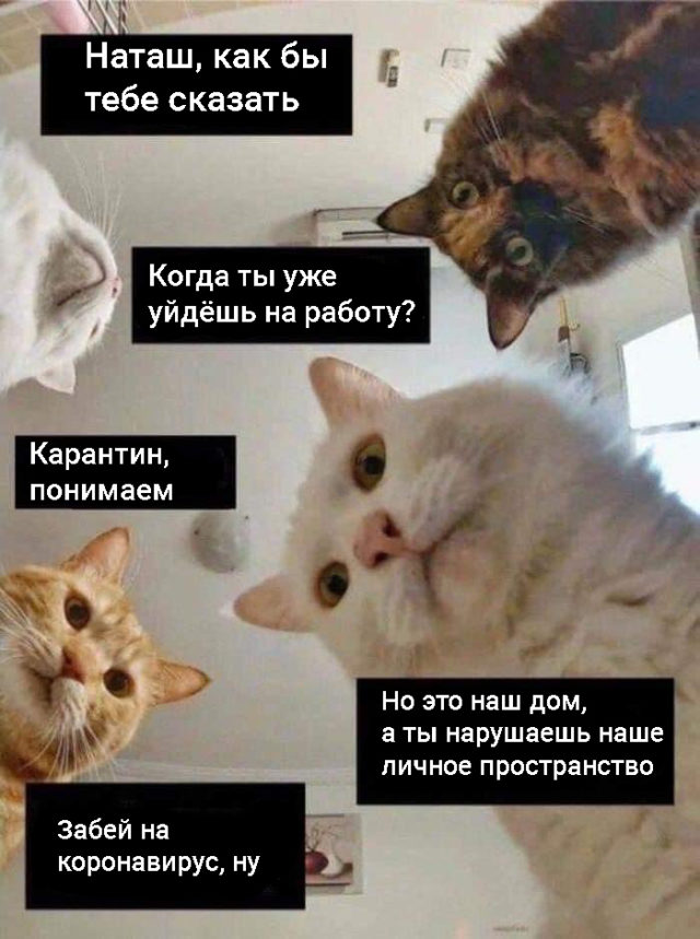 коты и наташа мем