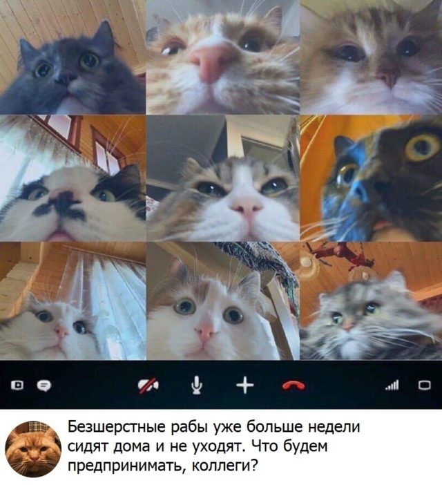 коты на видеосвязи мем