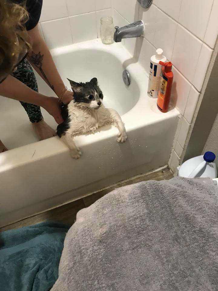 кота купают в ванной