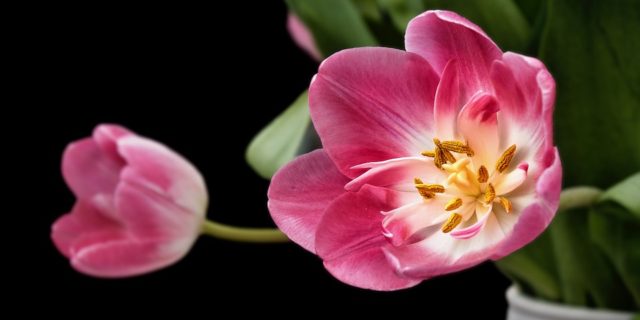 розовые тюльпаны на черном фоне