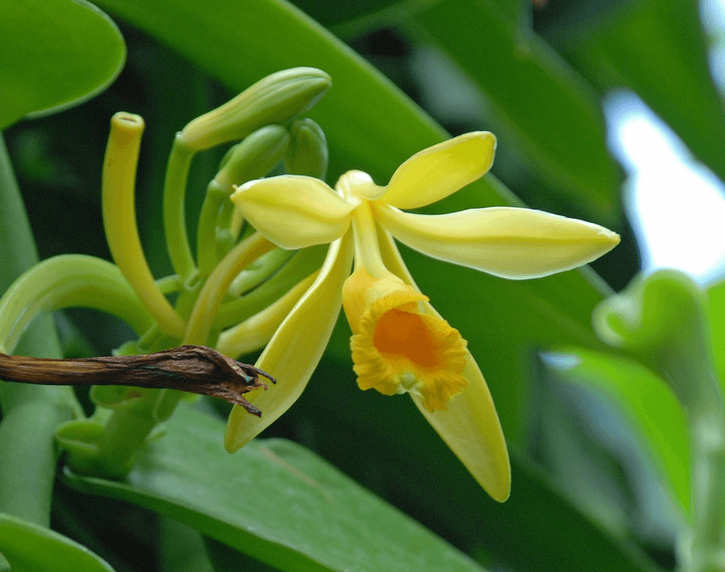 ванильная орхидея